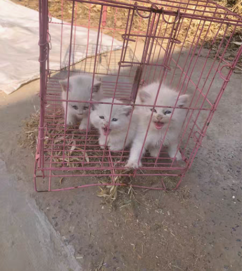 (已经抱走完了)喜欢的可以来抱走,纯白色,...