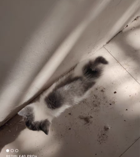 小猫五百元。   位于：河南省新乡市长垣县...