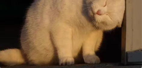 收iq男号，要有深海之息，对抗射手皮，段位...