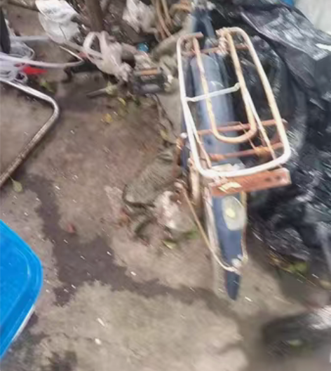 永久牌自行车有人要吗5O 感兴趣的话点“我...