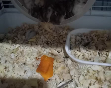 包邮出各种小仓鼠熊类仓鼠喜欢的私聊 感兴趣...