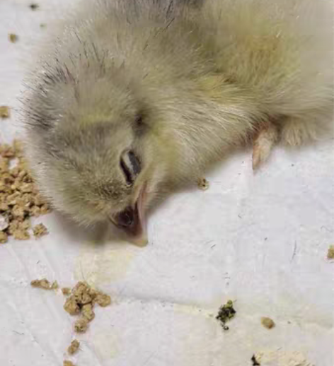 各种鸡苗有货，婆罗门，科钦球，波兰…… 另...