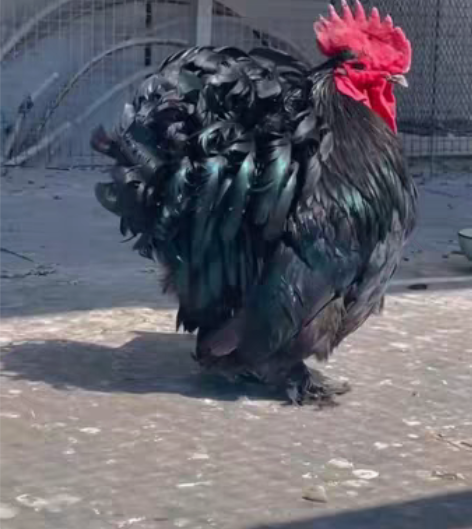 观赏鸡种蛋预售,直接拍没有,需要预定,黑绣...