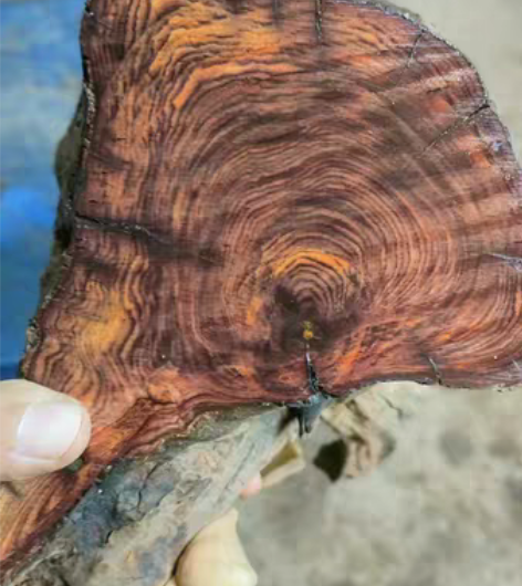 包邮包邮紫油木贵州黄花梨清香木虎斑檀极品弹...