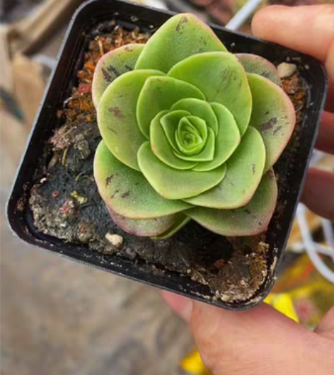 黄金帕尔玛山地玫瑰多肉植物 正宗正版稀有稀...