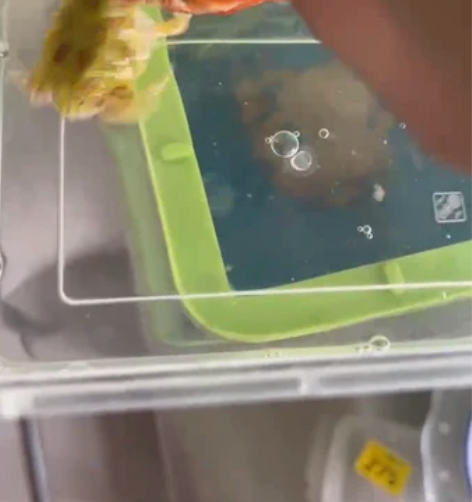 角蛙,出点新手蛙 感兴趣的话点“我想要”和...