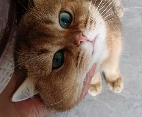 寒假过年啦！宁波上门喂养猫咪可预约节假日周...