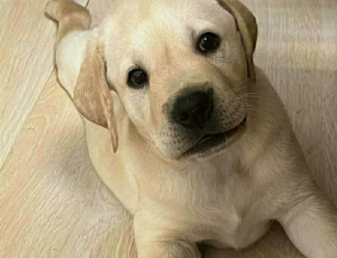 自提自家养的拉布拉多幼犬，拉不拉多幼犬宠物...