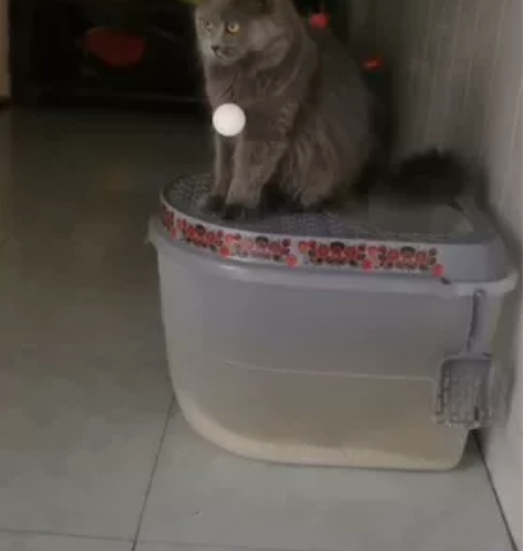 标价即卖价 纯种长毛蓝猫，两岁姐姐，非常粘...