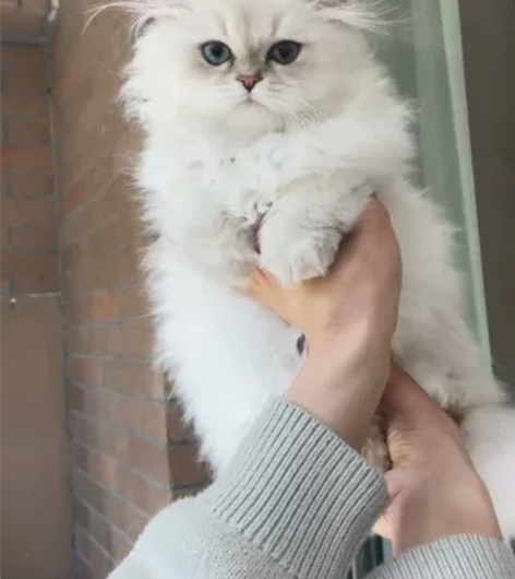 蓝金点长毛妹妹BLH ay12 33 名字...