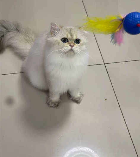 蓝金渐层重点色长毛借配种。BLH ay21...