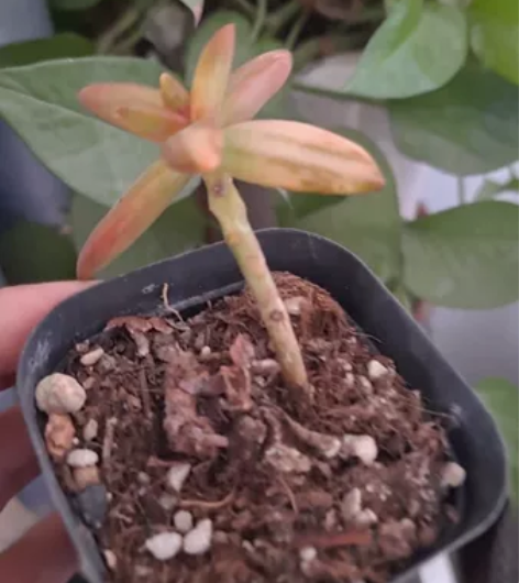 红日锦一物一拍,脱土发货 感兴趣的话点“我...