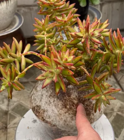 红日（含盆，仅限自提，不包邮） 感兴趣的话...