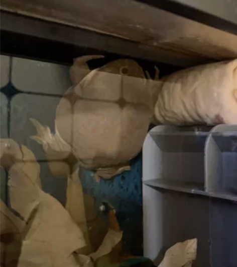 宠物蛙 猫眼珍珠蛙（小丑蛙），体长9+cm...