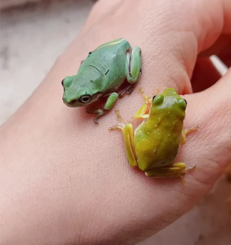 荧光黄姥爷树蛙，超嫩的颜色！黄色的那个就是...