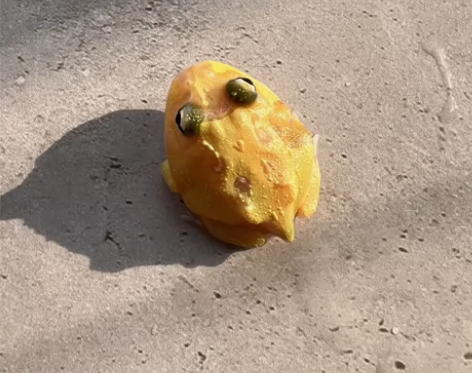 包活包开食，黄金角蛙3.3/4厘米左右 自...