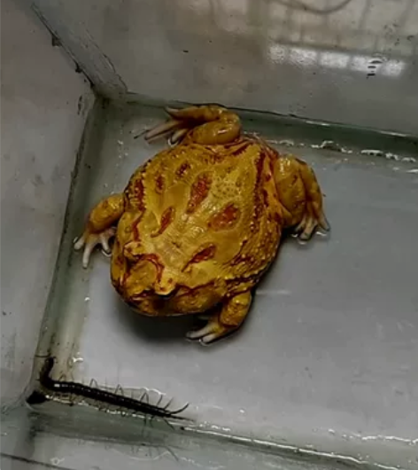 黄金角蛙，养了一年了，没找到尺子，这个笔做...