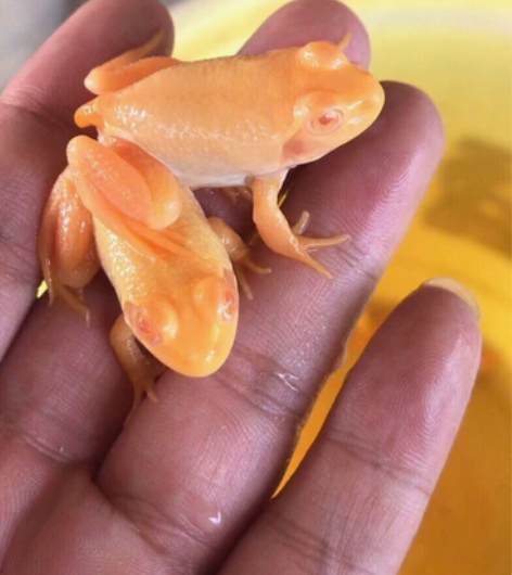 红眼睛！美洲牛蛙变异个异色体黄金蛙白化蛙宠...