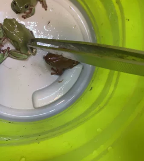 姥爷树蛙,自养,皮实健康,个大成体,不是苗...