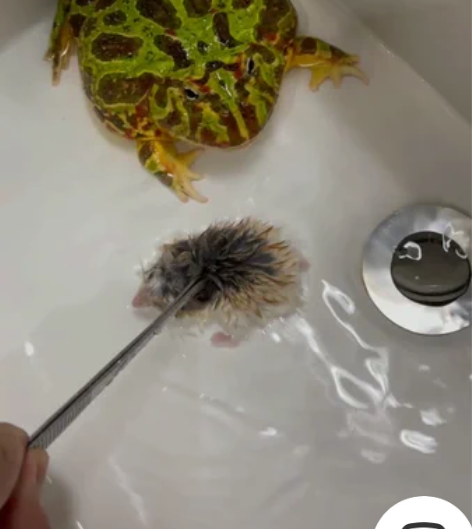 12CM绿钟角蛙、母、吃食猛、会委屈叫、不...