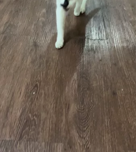 救助回来的黑白猫， 性格好不抓人，粘人不乱...