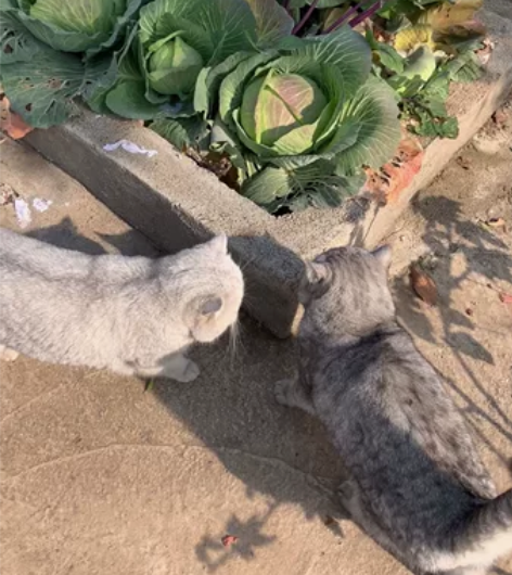 寒假过年开始预约咯!武汉上门喂养猫咪可预约...