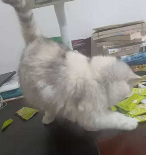 上门照顾猫咪，一天50。（一只猫咪50，两...