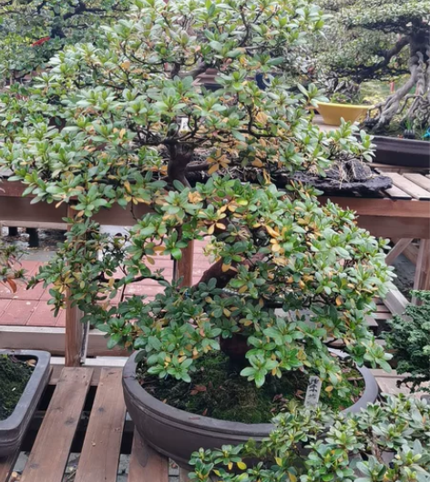 紫慕情，重瓣花，皋月杜鹃本品不包邮。 主干...