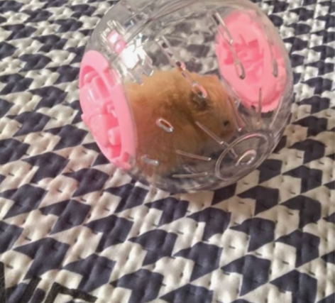 仓鼠滚轮球玩具跑球滚球金丝熊水晶跑轮运动透...