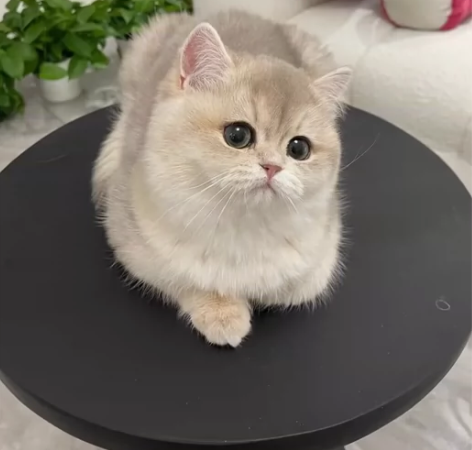 仙气飘飘的蓝金渐层崽崽，萌萌的幼崽找新家啦...