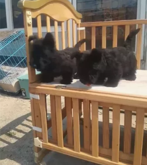 高品种苏格兰梗，公有母，你们要的小短腿来啦...