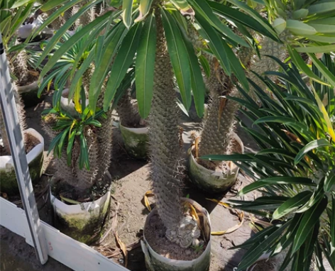 非洲霸王树，非常好养，适合园林景观，家庭办...